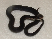 melanistic