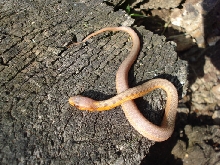 albino flame male