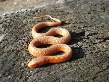 albino flame female