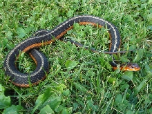 het albino flame female orange