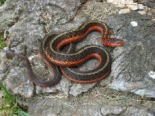 het albino flame female red