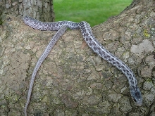silver eastern