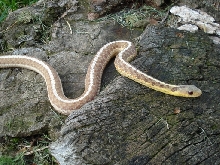 albino on stump