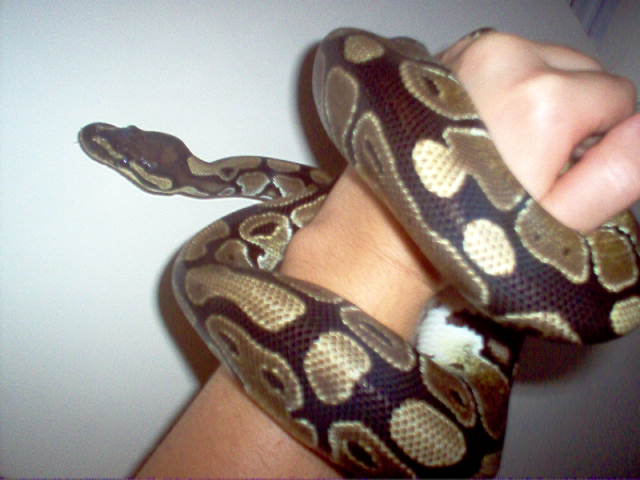 Hersh