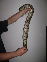 Het Albino Ovulation