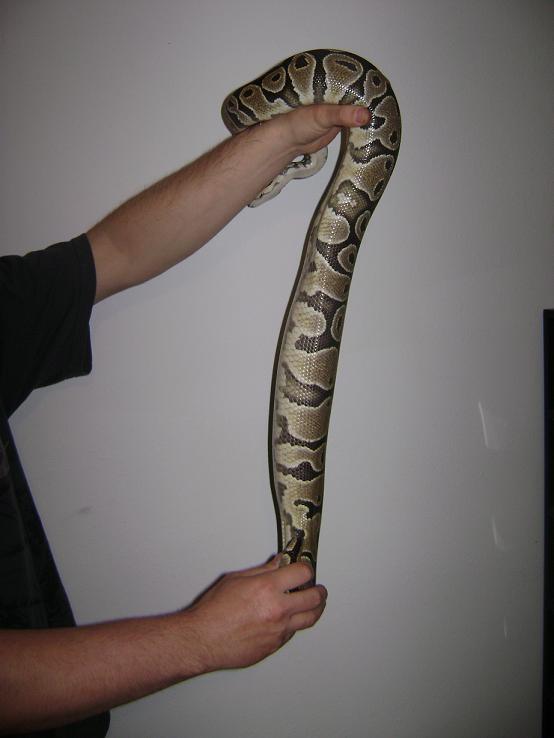 Het Albino Ovulation