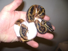 Piebald