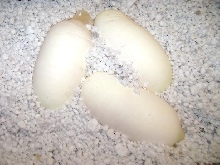 Boob Egg's