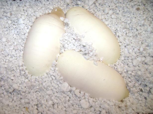 Boob Egg's