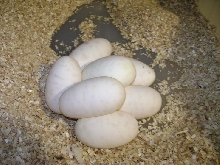 Albino x Het