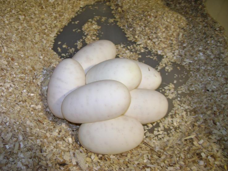 Albino x Het
