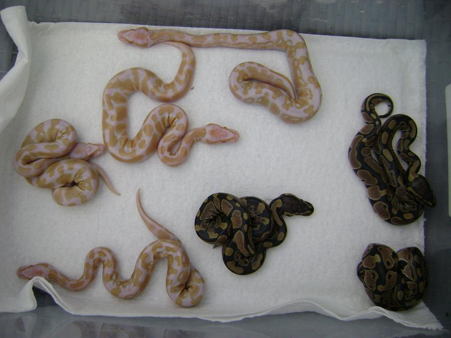 Albino's 08