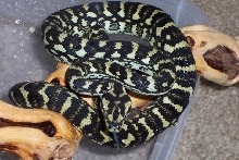 Update pic of Pandora