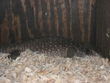 Wild savannah monitor melbourne FL