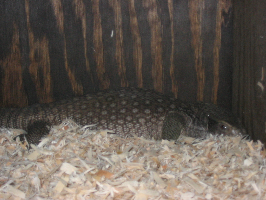 Wild savannah monitor melbourne FL