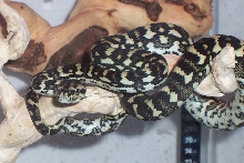 Pandora
