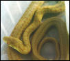 elaphe lineatus (RARE!)