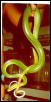 gonyosoma