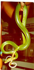 gonyosoma