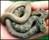 elaphe carinata