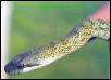 elaphe climacophora