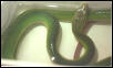 gonyosoma oxy!