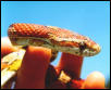 elaphe guttata