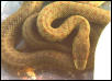 elaphe lineatus