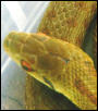 e. lineatus