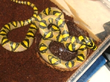 manda