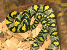sichuan mandarin rat snake