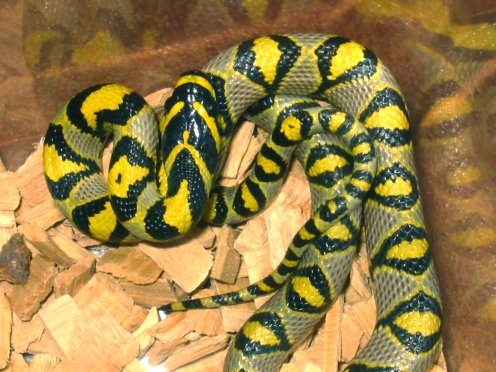 sichuan mandarin rat snake
