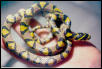 hunnan
