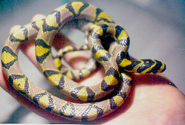 hunnan