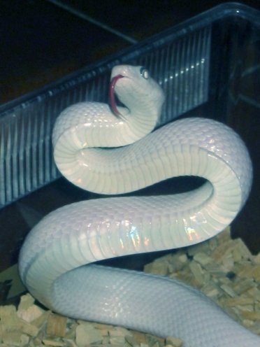 leucistic.