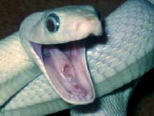 leu