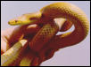 elaphe quadrivittata
