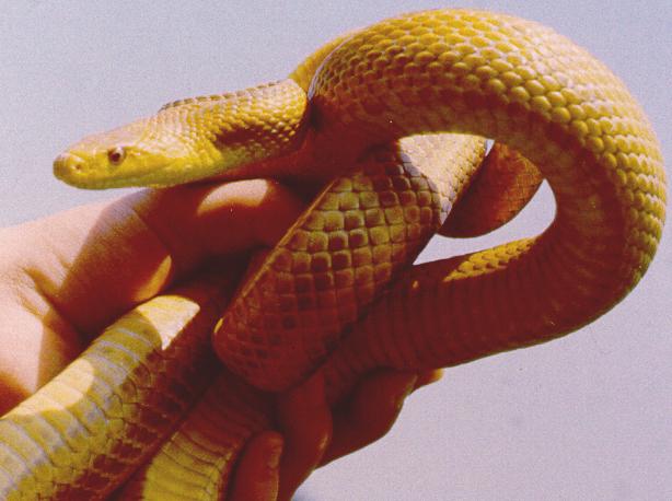 elaphe quadrivittata