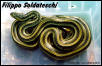 rufodorsata