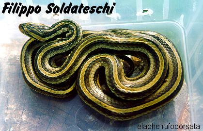 rufodorsata