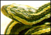 elaphe rufodorsata