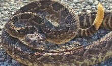 rattler