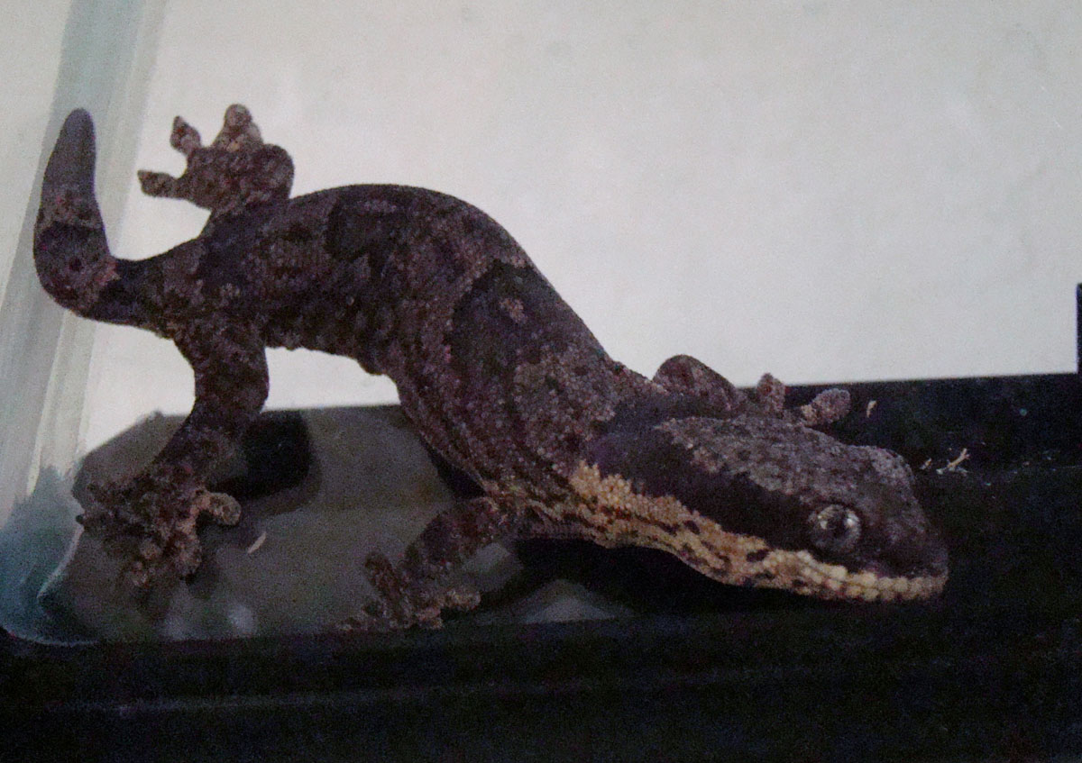 gecko