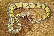 hypoish 05 female