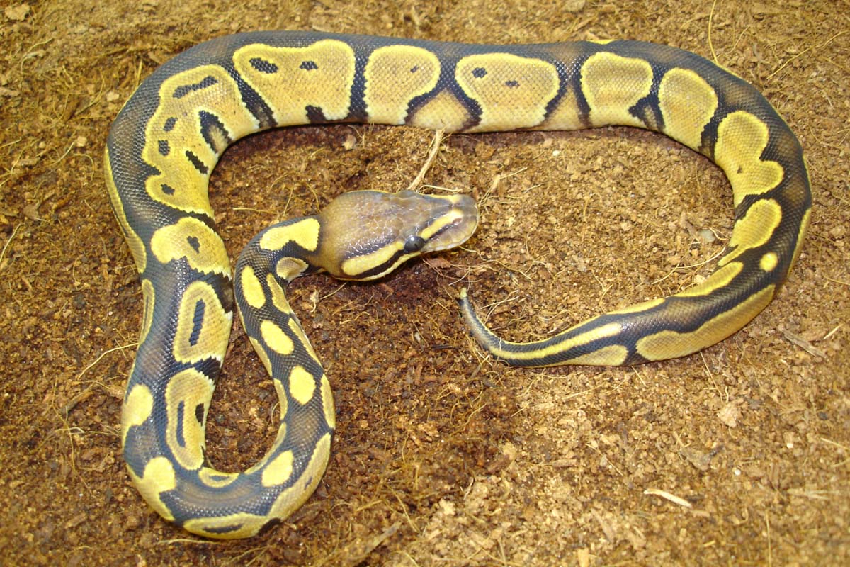 hypoish 05 female