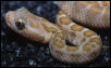 Albino Crotalus enyo furvus