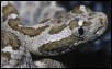 Crotalus enyo furvus