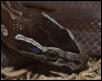 Lamprophis fuliginosus