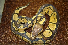 Poss. Hypo