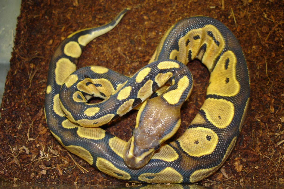 Poss. Hypo